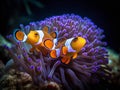 Clownfish Ballet: A Colorful Dance among the Anemone Royalty Free Stock Photo