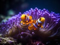 Clownfish Ballet: A Colorful Dance among the Anemone Royalty Free Stock Photo