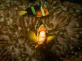 Clownfish Clark`s anemonefish at its beautiful home in a sea anemone at a Puerto Galera reef in the Philippines Royalty Free Stock Photo