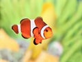 Clownfish