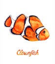 Clownfish Royalty Free Stock Photo