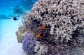 Clownfish coral at okinawa island