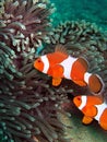 Clownfish in Coral Reef