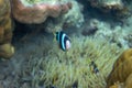 Clownfish in coral reef underwater photo. Exotic fish in nature. Tropical seashore snorkeling or diving Royalty Free Stock Photo