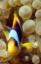 Clownfish defending his anemone Royalty Free Stock Photo