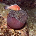 Clownfish and eating Anemone