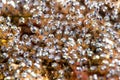 Clownfish eggs brood