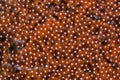 Clownfish Eggs