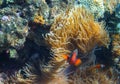 Clownfish family in actinia. Tropical seashore inhabitants underwater photo.