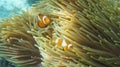 Clownfish family in Raja Ampat