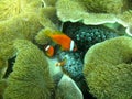 Clownfish Family