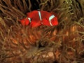 Beautiful clown fish with red colour