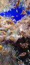 clownfish in a fish tank Royalty Free Stock Photo