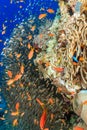 Clownfish and glassfish around a pinnacle Royalty Free Stock Photo