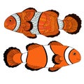 Clownfish with high details.