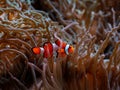 Clownfish