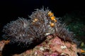 Clownfish inside big anemone in the similan islands, thailand