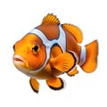 Clownfish isolated on a white background Royalty Free Stock Photo