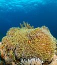 Clownfish in a large anemone on a tropical coral reef Royalty Free Stock Photo