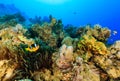 Clownfish and a Lionfish swimming around a colorful coral reef Royalty Free Stock Photo