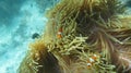 Clownfish looking for Food in Raja Ampat