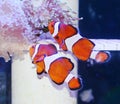 Clownfish in marine aquarium