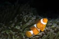 Clownfish marine life on dark background