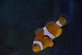 Clownfish Nemo Royalty Free Stock Photo