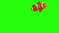 Clownfish Nemo Green Screen For Video Background