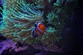 Clownfish nemo in marine tank