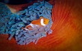 A Clownfish nestles in the tentacles of its host Magnificent Anemone, Raja Ampat, Indonesia