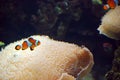 Clownfish in Oceanografic, Valencia, Spain