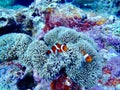 Clownfish Okinawa island scuba diving