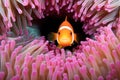 clownfish peeping from a pink sea anemone
