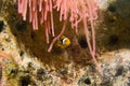 Clownfish and Pink Anemone Royalty Free Stock Photo