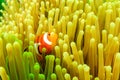Clownfish during a plankton bloom