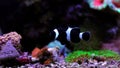 Black Ocellaris clown fish in aquarium