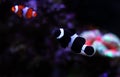 Black Ocellaris clown fish in aquarium