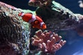 clownfish and the sea anemone