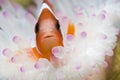 Clownfish in Sea Anemone