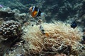 Clownfish in the sea anemone Royalty Free Stock Photo