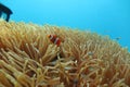 Clownfish in the sea anemone Royalty Free Stock Photo