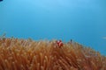 Clownfish in the sea anemone Royalty Free Stock Photo