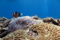 Clownfish in the sea anemone Royalty Free Stock Photo