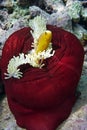 Clownfish and sea anemone