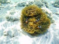 Clownfish with sea anemones under sea, Surin Islands, Thailand Royalty Free Stock Photo