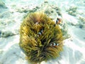 Clownfish with sea anemones under sea, Surin Islands, Thailand Royalty Free Stock Photo