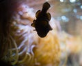 Clownfish Silhouette in front of Sea Anemone