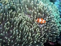 Clownfish starscape Royalty Free Stock Photo