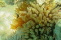 Clownfish is staying safe in the yellow incense anemone. Anemonefish floats between the punching long tentacles of the sea anemone